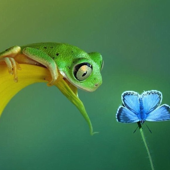 Meet your Posher, Elizabeth - Picture 1 of 1